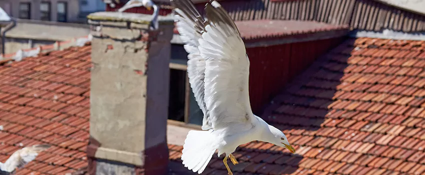 Residential Chimney Animal Removal Solution in Los Osos, CA