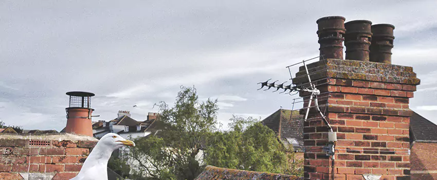 Chimney Cleaning And Restoration in Los Osos, California